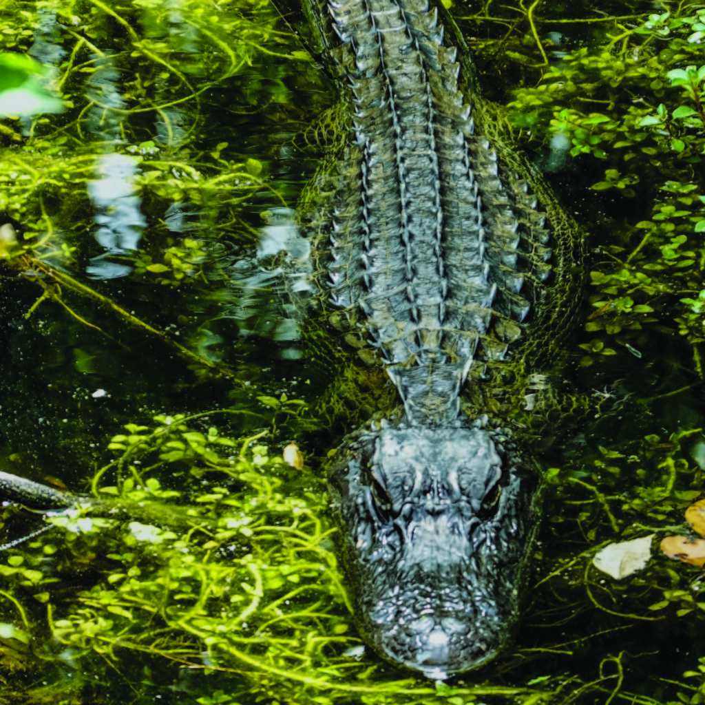 It’s Alligator Season - Church Growth Magazine